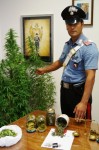 carabinieri_gambassi_terme_marijuana_settembre_2012_3.jpg
